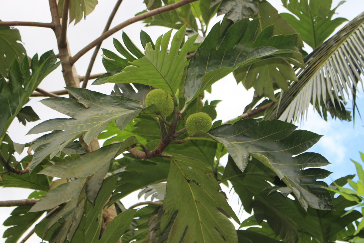 Artocarpus camansi Blanco